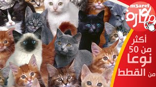 شاهد أكثر من 50 نوع من القطط من حول العالم !  m3aref