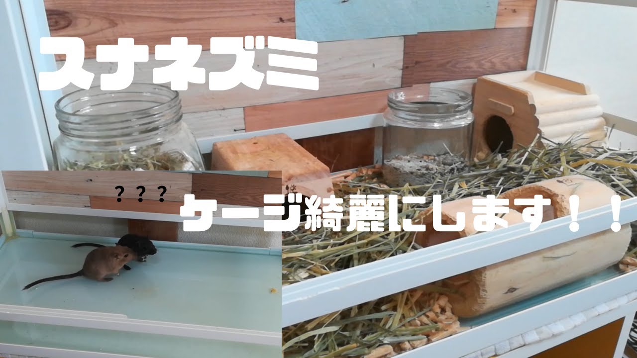 スナネズミ ジャービル飼育 ケージの掃除をしました Youtube