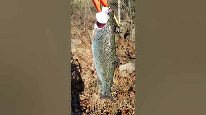 2019-01-06 Wolf Creek Dam, Cumberland river trout pt 2