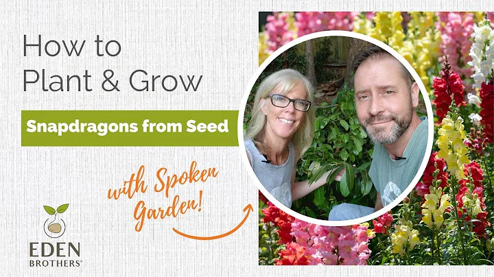 How to Plant and Grow Snapdragons from Seed
