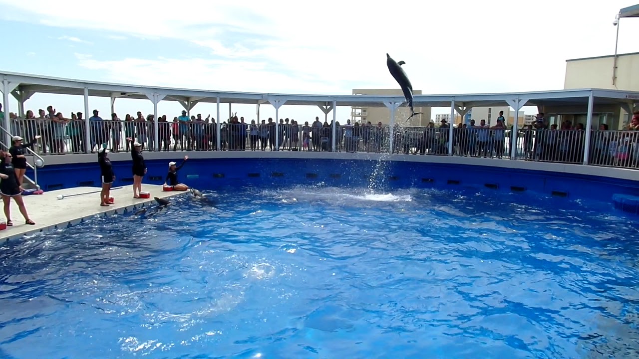 Gulfarium Dolphin Show in Fort Walton Beach, FL - YouTube