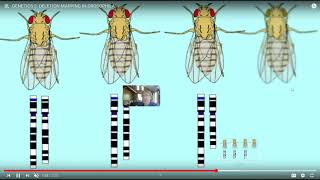 physical mapping of gene location