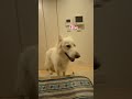 ホワイトシェパードのれお。寝る前のトイレをパパといくよ。#shorts