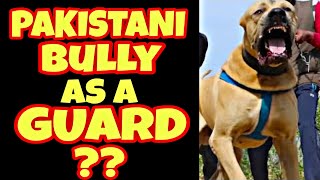 Pakistani bully as a guard dog in Hindi | Best guard dog series | Petsinfomania by PetsInfomania (PI) 1,236 views 1 year ago 3 minutes, 49 seconds
