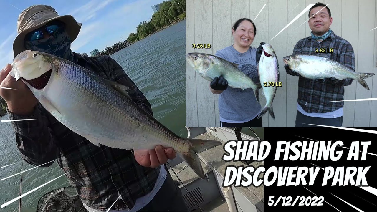 Shad Fishing At Sacramento River in Discovery Park 5/12/2022 Part 2