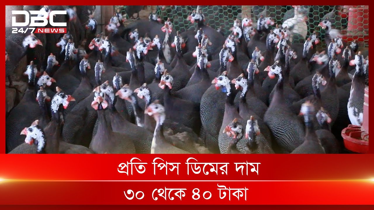 তিতির মুরগি পালনে লাখ টাকা আয় | DBC News Special