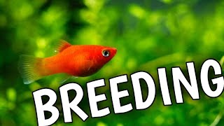 How to breed platy fish step by step | Platy fish breeding | Platy fish.
