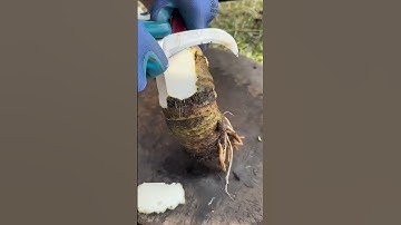 The process of peeling taro using a knife #shorts