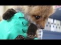 Video: Feeding time for rescued baby fox