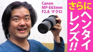 Canon MP-E65mm F2.8 1-5×マクロフォト さらに2倍エクステンダー「EXTENDER EF2×III」装着でびわこ虫を撮る！セミの触角の上に立つ極小の生物を激写！