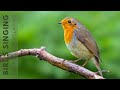 Birds sounds relieves stress  prevents anxiety and depression beautiful birds sing in the forest