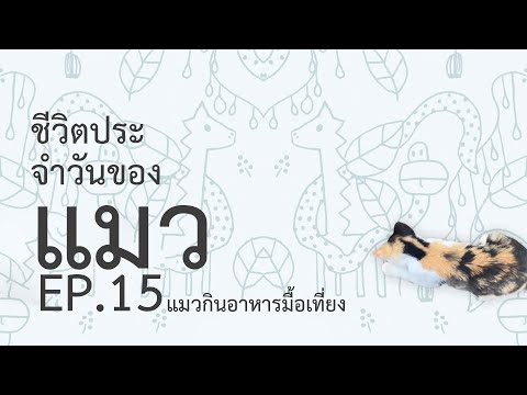 ชีวิตประจำวันของแมว EP.15 แมวกินอาหารมื้อเที่ยง