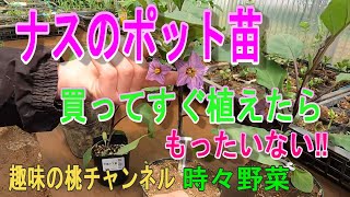 ナスのポット苗　買ってすぐ植えたら　もったいない。22/4/28