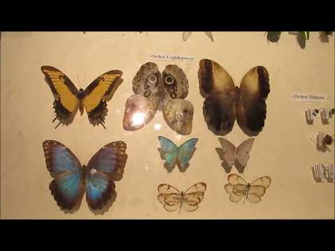 Vidéo: Musées du parc de Chapultepec à Mexico