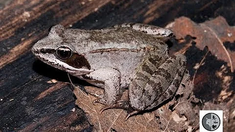 Wood Frog