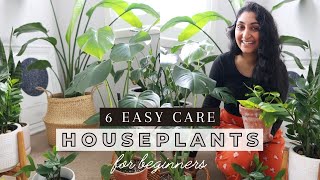 Houseplants for Beginners » 6 Easy Indoor Plants + Care Tips 🪴