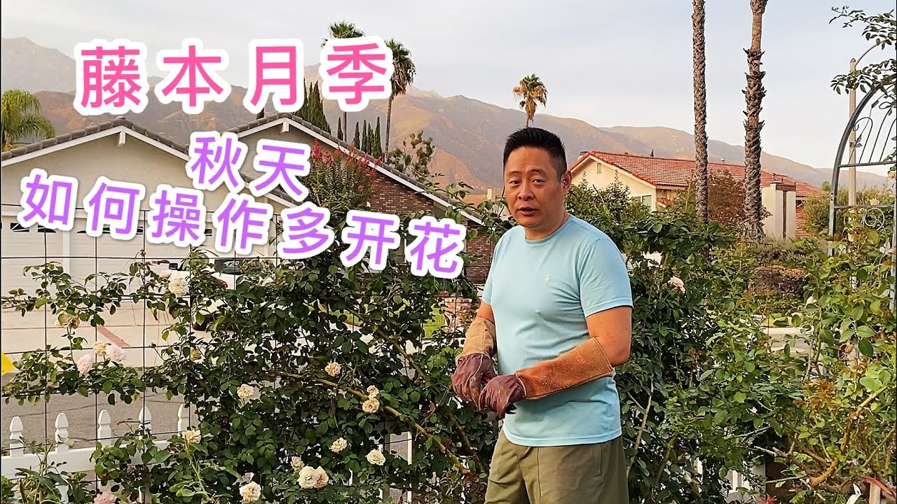 （园艺篇117）龙沙宝石包括其他藤本月季，秋天想开好这一步很重要。僵苗的病虫害的不开花的都需要这样操作。