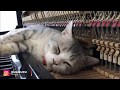 Purr elise piano meowssage  dream of haburu