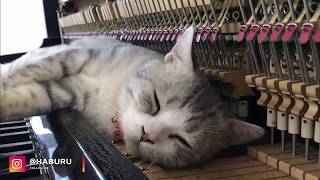 PURR ELISE Piano Meowssage  Dream of Haburu