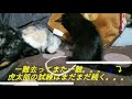 障害子猫の闘病日記⑫ ~再びの試練。。。~