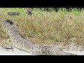 Large rattlesnake startles Florida birdwatchers Large rattlesnake startles Florida birdwatchers