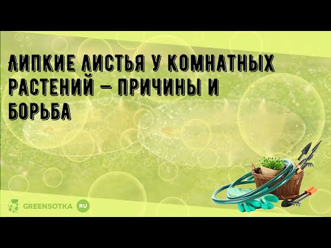 Видео: Почему мое паутинное растение липкое: причины липких листьев на паутинном растении