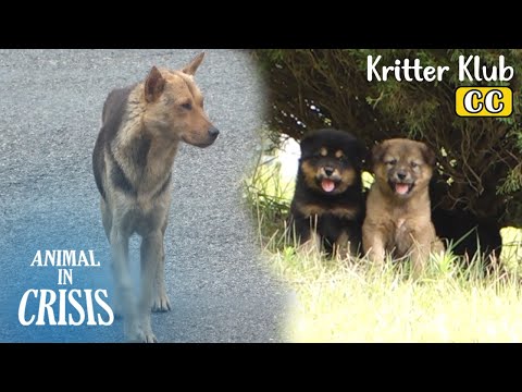 Video: Shelter Dogs Njut av en 