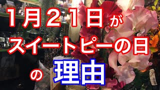 【ライブ】なぜ１月２１日がスイートピーの日なのか？花屋が解説してみた！＠吉祥寺の花屋「花心」