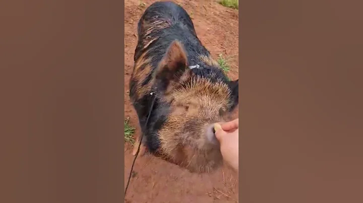 Teaching Melvin to sit! #kunekune #pig #piggy #training