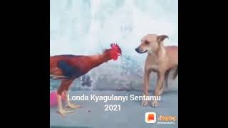 Cock dog fight