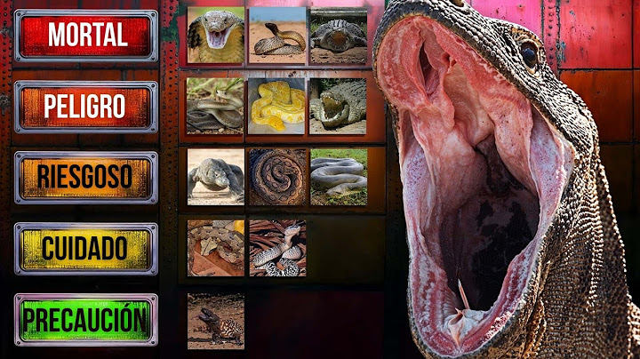 Silenciosos, sigilosos y REALES: Cómo sobrevivir los reptiles más MORTALES