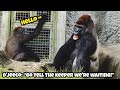 D'jeeco: “Jabali, can you find the keeper?” 😂🙋迪亞哥：「呷百二，去找保育員好嗎？」