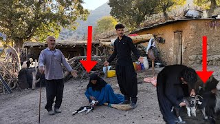 Sad Moment. Losing A Baby Goat That Was Stuck In Its Mothers Horns