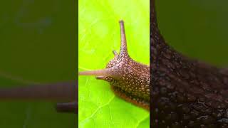 Top 10 Amazing Facts About Snails for Kids! Educational Video #snails #snailshell #snailfacts