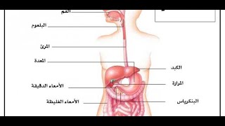 مراجعة شاملة للتغذية تحضيرا لشهادة التعليم المتوسط الجزء الأول