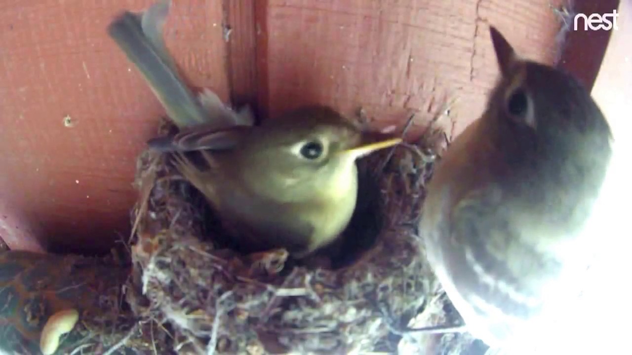 PSFL hatches, tiny movements - Audubon Starr Ranch Pacific slope