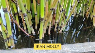 IKAN MOLLY | Usia 2 bulan di pot tanaman bambu air