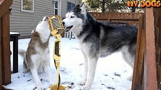 Siberian Husky | A Best Singer With Piano | My Dogs (funny\& cute)