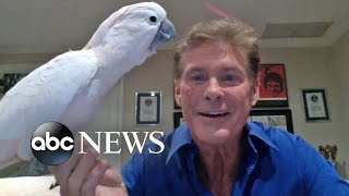 David Hasselhoff a Hit on Facebook Live