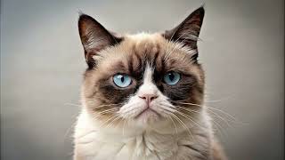 Cat looking at camera with a grumpy face - Free images Generated with AI