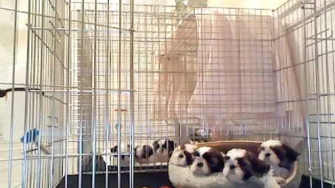 Video17