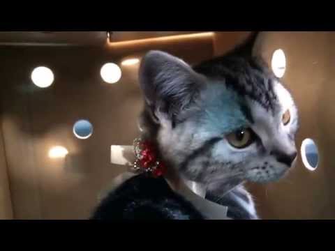 【ＣＡＴ】ネコ・アメリカンショートヘアーを買いました。名前は『マシュ』です。お店から家までのドキュメント動画。