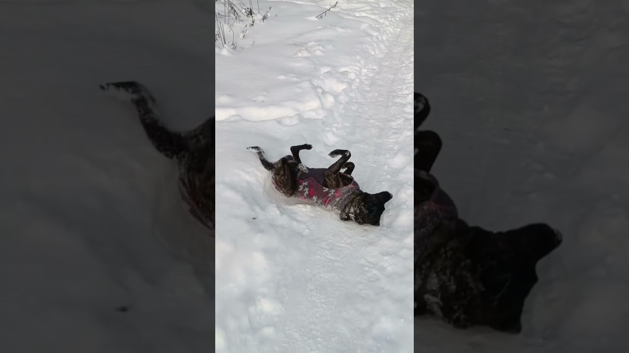 У каждой приличной собаки должен быть свитер с оленями)) 