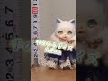 山猫座に憧れる子猫ドール#ドール #bjd