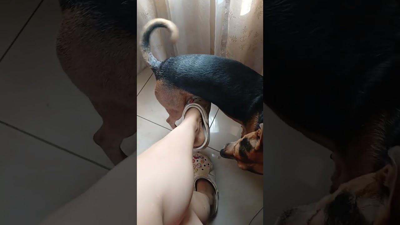 Morning from phoebe and mommy 🐕 💗  💖 💕 ❤️ 🐕 💗  💖