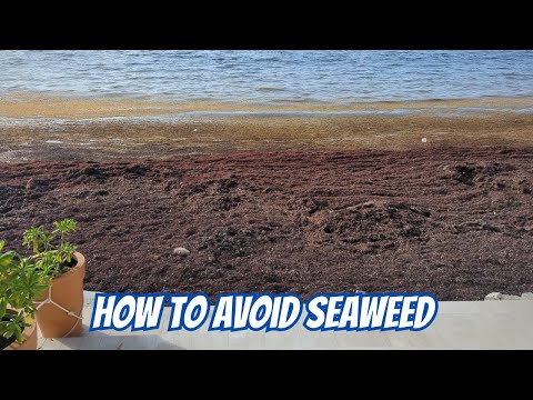 Seaweed in Cancun & the Caribbean? Best Seaweed-Free Beaches & Destinations for Summer Travel