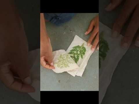 Alluring Fern |