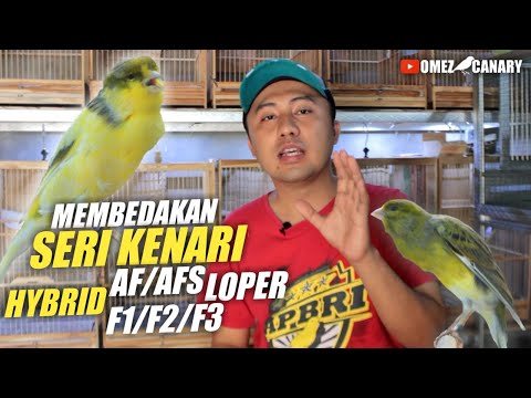 Video: Bagaimana Membedakan Kenari Dari Kenari