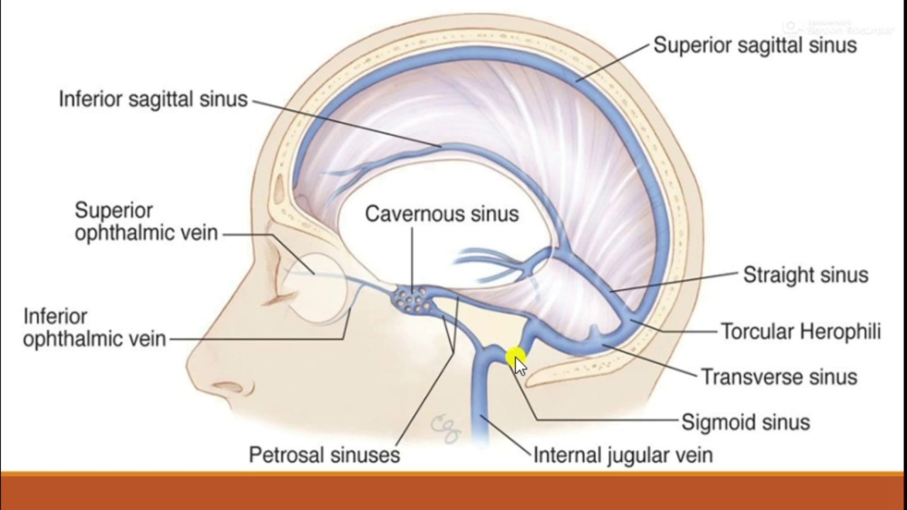 Cavernous Sinus Simply Explained Youtube Cavernous Sinus Simply Explained Youtube