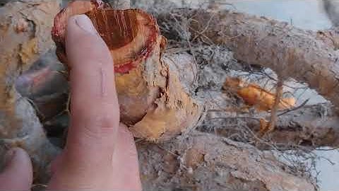 CÂY TRẮC NGHỆ KHÁC TRẮC DÂY